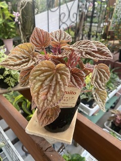 peperomia Kito20210503.jpg